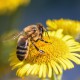 The Ultimate Guide to Honey Bee and Insect Pollinator Food Sources!